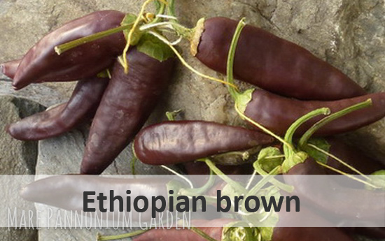 ethiopian brown