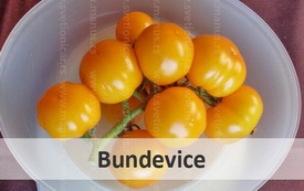 Bundevice