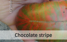 chocolate stripe
