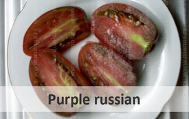 purplerussian