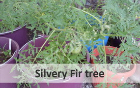 silvery fir tree